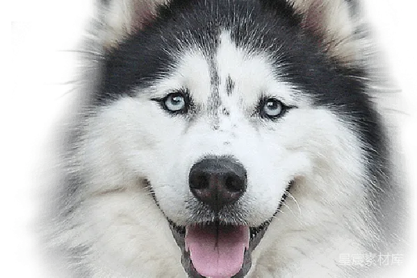 元素素材 husky