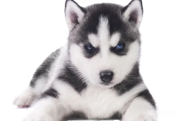元素素材 husky