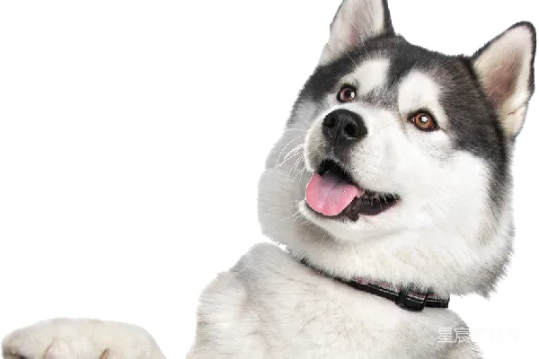 元素素材 husky