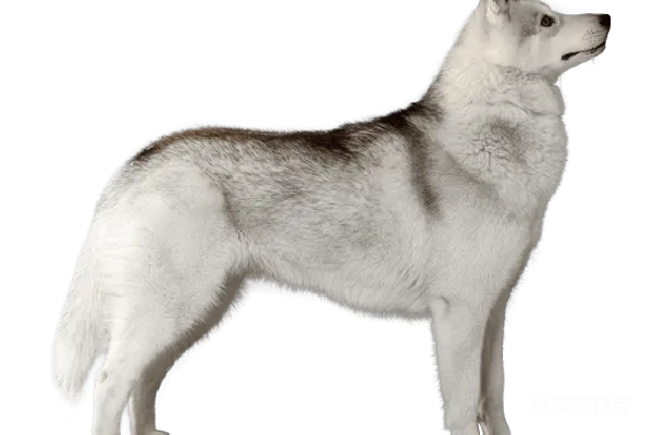 元素素材 husky