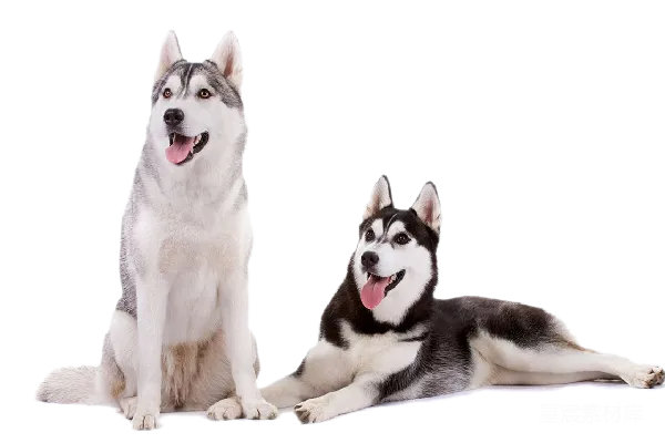 元素素材 husky