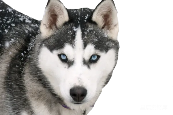 元素素材 雪地里的哈士奇