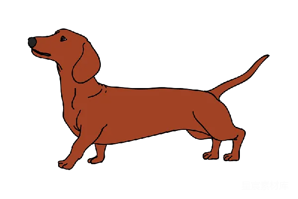 元素素材 杜沙维尼犬