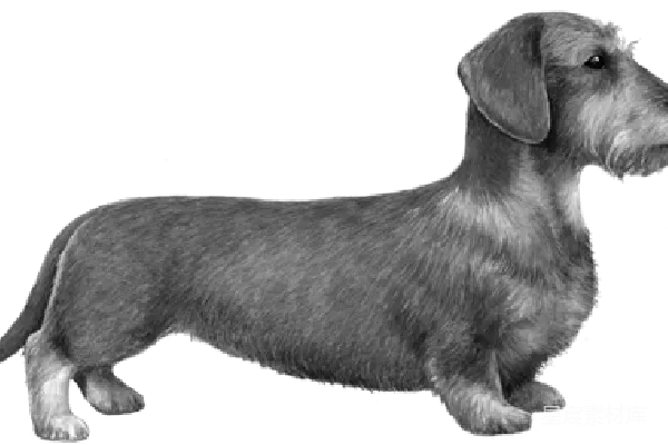 元素素材 杜兴犬