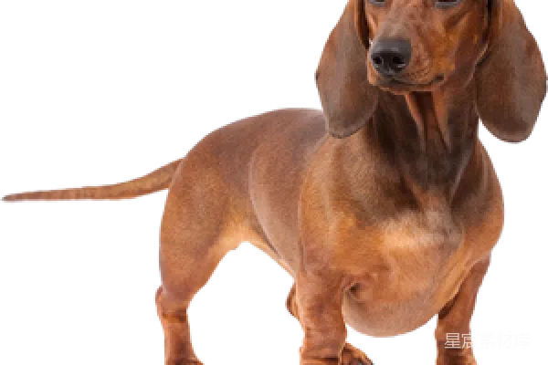 元素素材 杜高猎犬