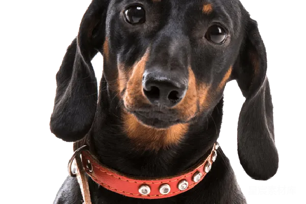 元素素材 杜高猎犬