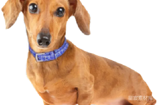 元素素材 杜沙犬