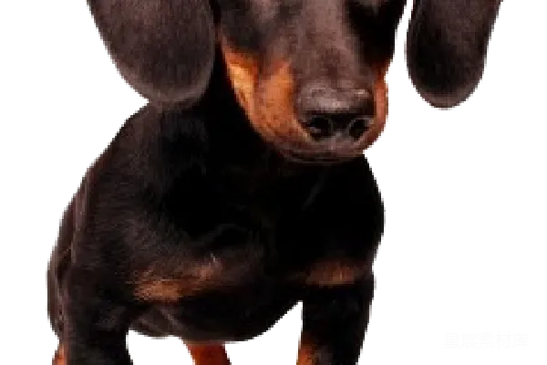 元素素材 杜高猎犬