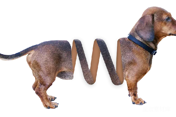 元素素材 杜高猎犬
