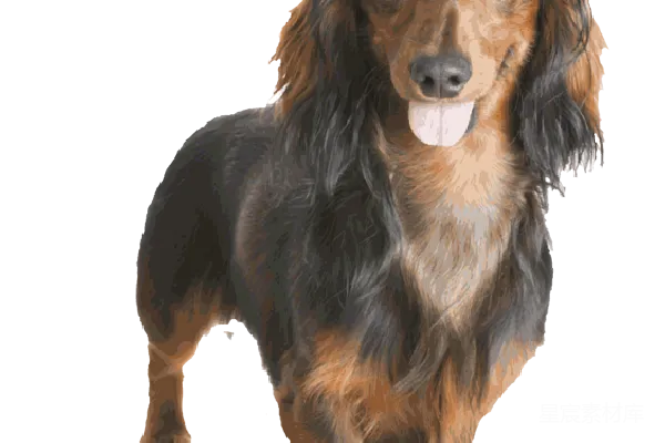 元素素材 长毛腊肠犬的肖像