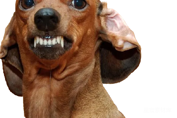 元素素材 杜沙犬