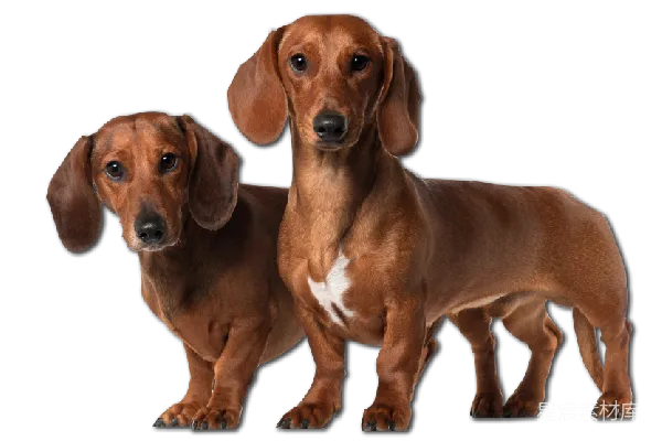 元素素材 杜沙犬