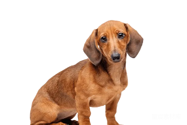 元素素材 杜沙犬