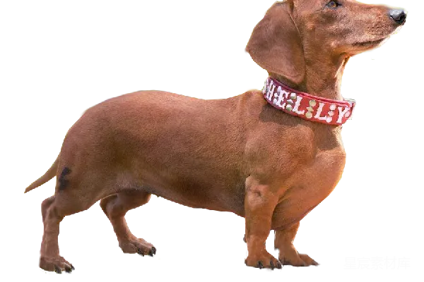 元素素材 可爱的腊肠犬