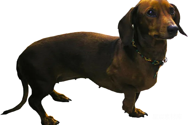 元素素材 杜高猎犬