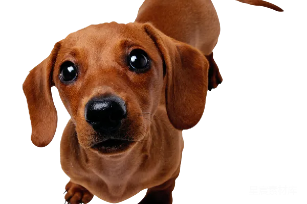 元素素材 杜沙犬