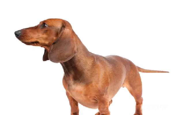 元素素材 杜梆犬