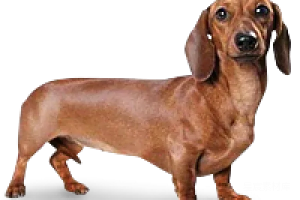 元素素材 杜兴猎犬