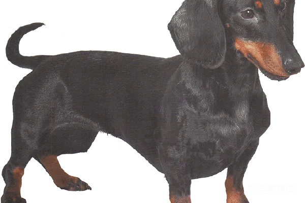 元素素材 杜沙犬