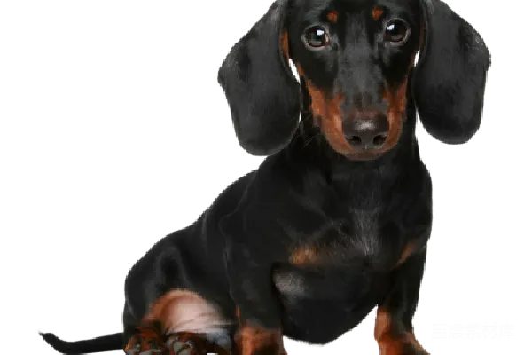 元素素材 杜高猎犬