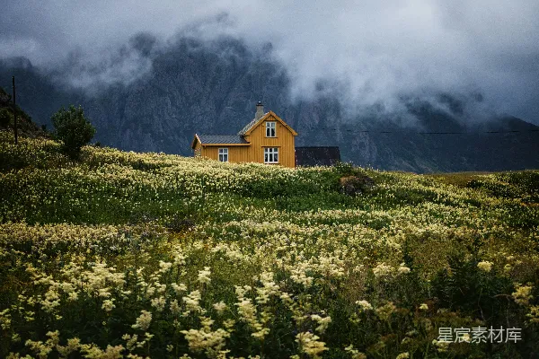 高清摄影 黄花的花海