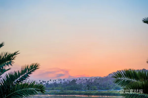 高清摄影 近水之树叶手掌大小