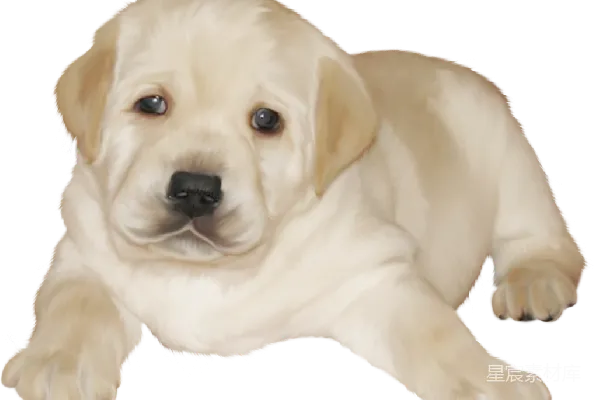 元素素材 拉布拉多犬