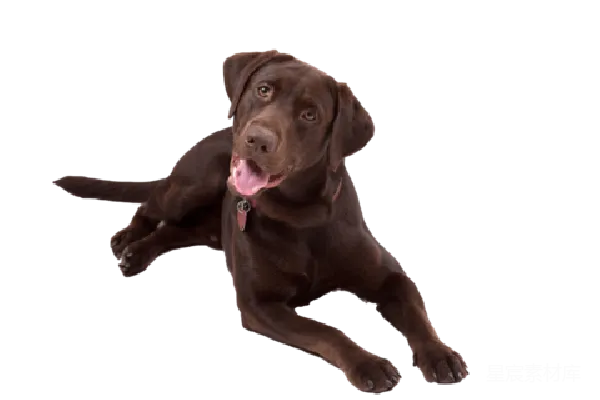元素素材 巧克力色拉布拉多犬的奔跑瞬间