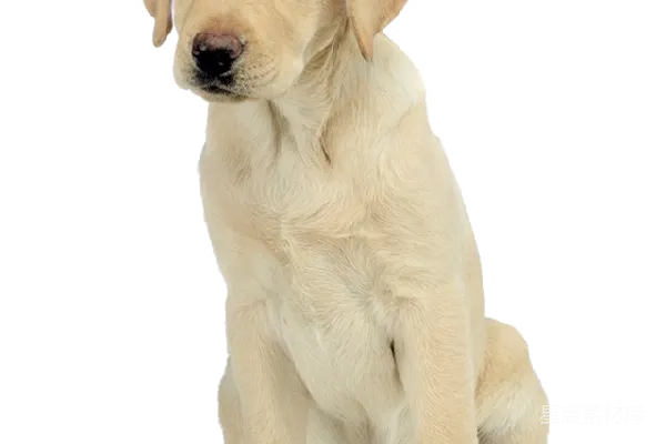 元素素材 拉布拉多犬