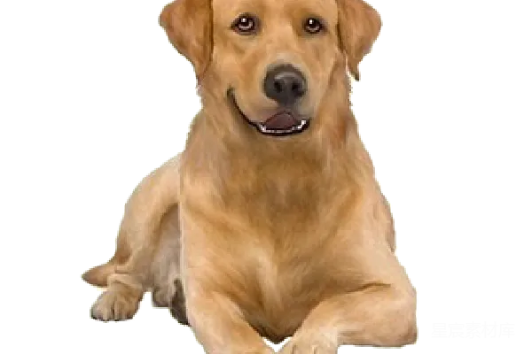 元素素材 PNG