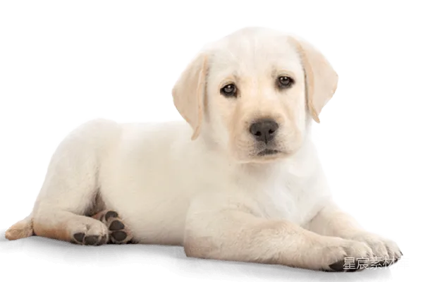 元素素材 可爱的金毛幼犬