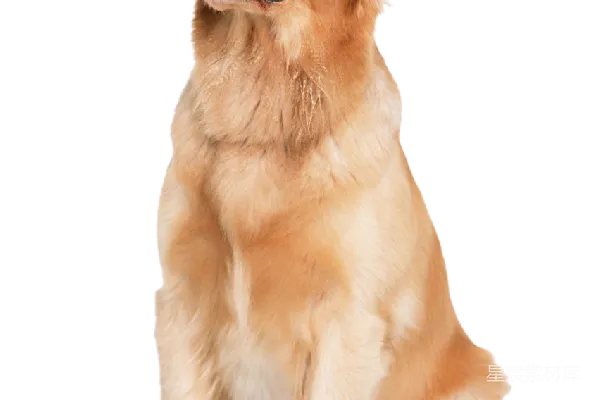 元素素材 拉布拉多犬