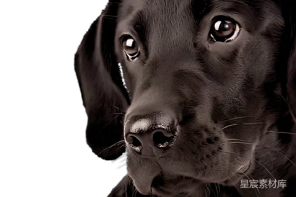 元素素材 拉布拉多犬
