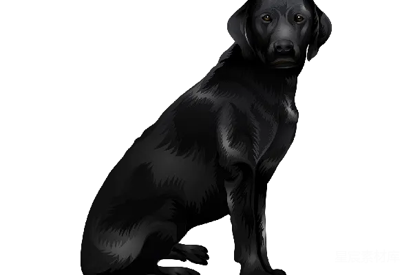 元素素材 黑色拉布拉多犬坐在台阶上