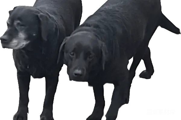元素素材 拉布拉多犬