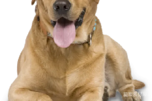 元素素材 拉布拉多犬