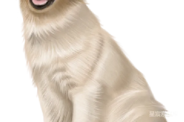 元素素材 金毛寻回犬