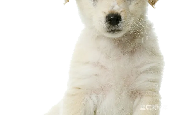 元素素材 拉布拉多