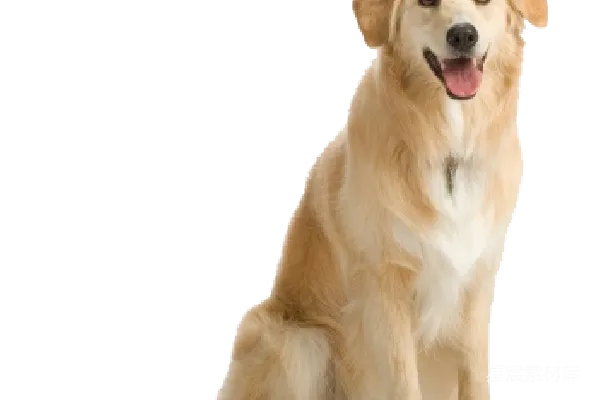 元素素材 拉布拉多犬