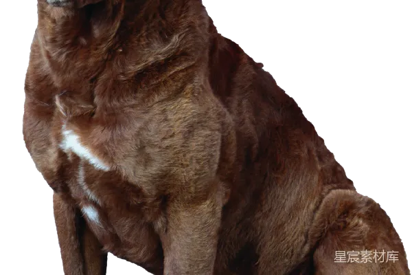 元素素材 巧克力色拉布拉多犬
