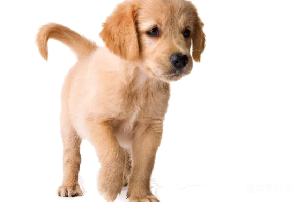元素素材 拉布拉多犬