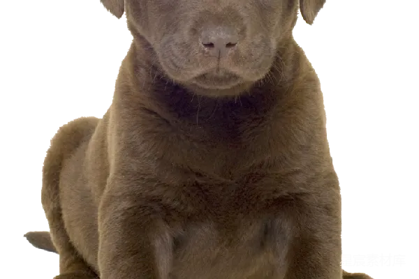 元素素材 巧克力色拉布拉多幼犬