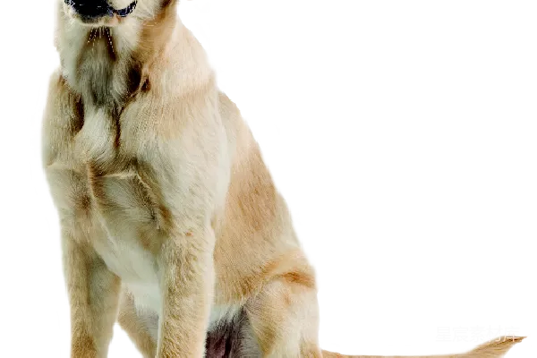 元素素材 透明