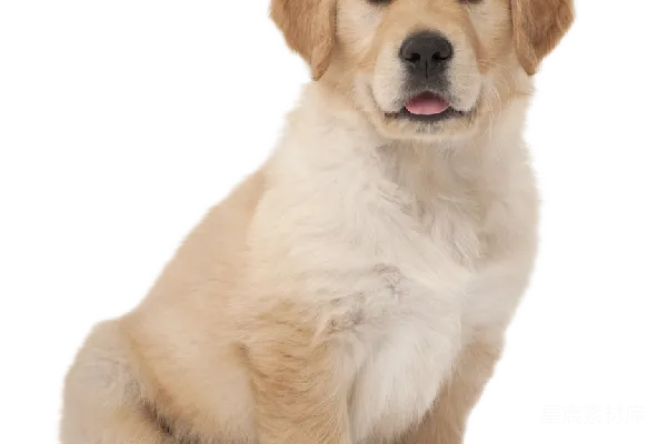 元素素材 拉布拉多犬