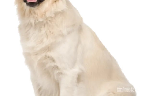 元素素材 拉布拉多犬
