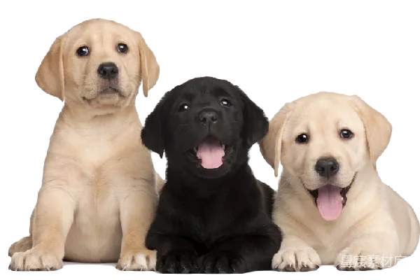 元素素材 三只可爱的拉布拉多幼犬