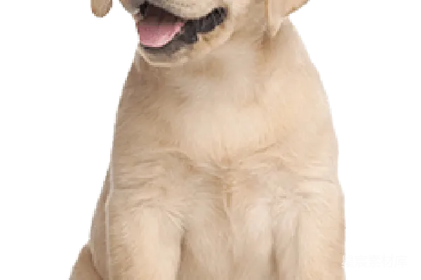 元素素材 金毛幼犬萌宠写真