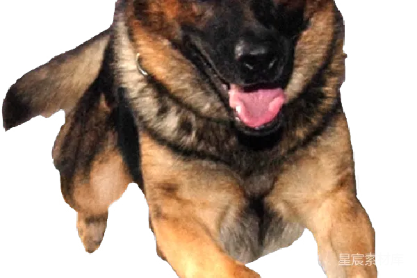 元素素材 德国牧羊犬的微笑
