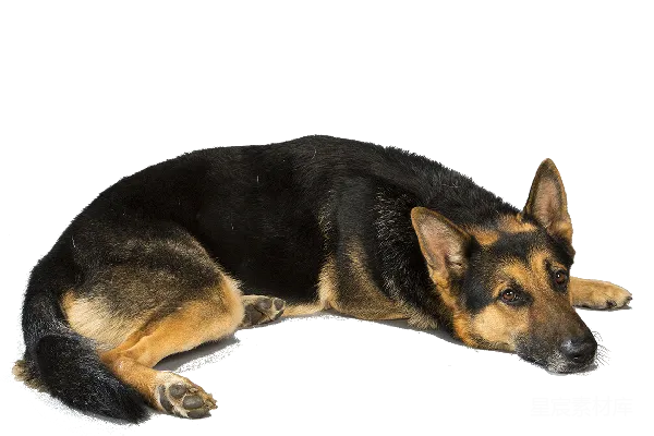元素素材 德国牧羊犬休息