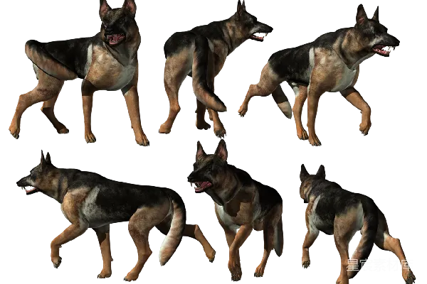 元素素材 德国牧羊犬的多角度模型